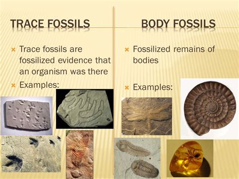 fossil definition gcse